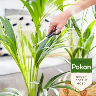 Pokon Bio Palm Voeding 250ml - afbeelding 3