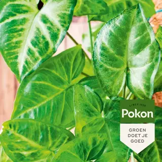 Pokon Bladglans 600ml