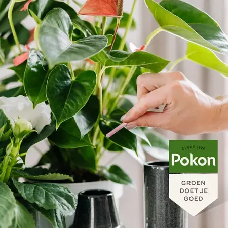 Pokon Bloeiende Planten Voedingsstaafjes 24st