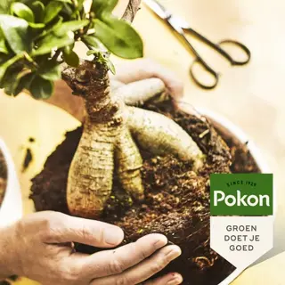 Pokon Bonsai Voeding 250ml