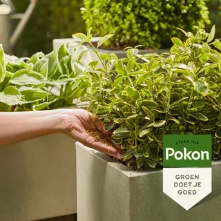 Pokon Groene Planten Voedingskorrels 800gr - afbeelding 3