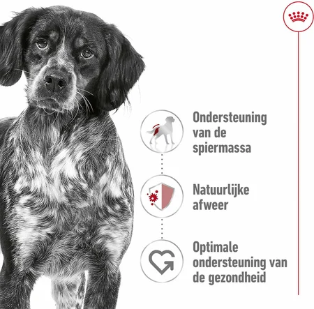 Royal Canin Hondenvoer Medium Adult - 4 kg - afbeelding 7