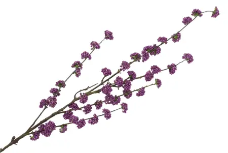 Silk Berry Callicarpa Dark Purple 130cm - afbeelding 1