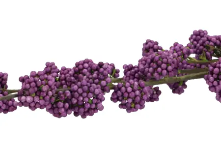 Silk Berry Callicarpa Dark Purple 130cm - afbeelding 2