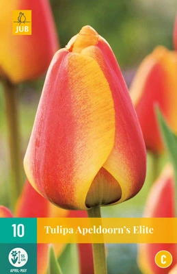 Tulipa Apeldoorns Elite - 10 bloembollen