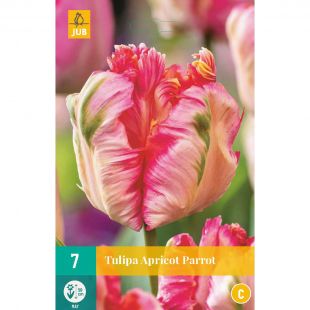 Tulipa Apricot Parrot - 7 bloembollen