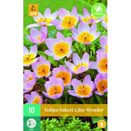 Tulipa bakeri Lilac Wonder - 10 bloembollen