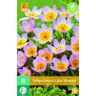 Tulipa bakeri Lilac Wonder - 10 bloembollen