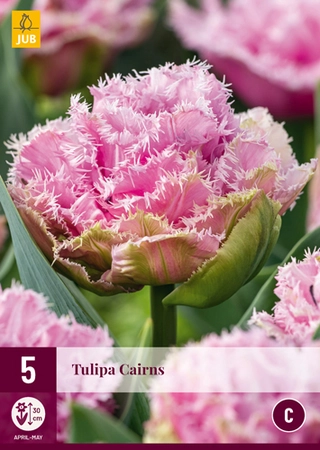 Tulipa Cairns