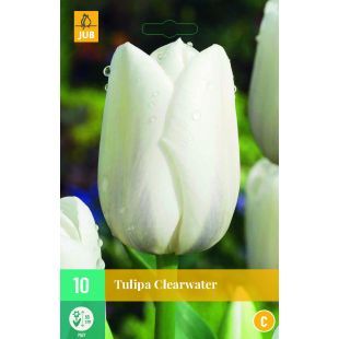 Tulipa Clearwater - 10 bloembollen