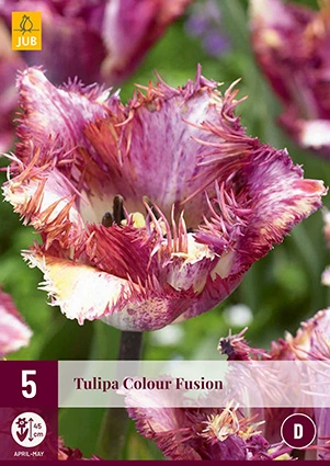 Tulipa Colour Fusion