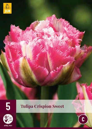 Tulipa Crispion Sweet