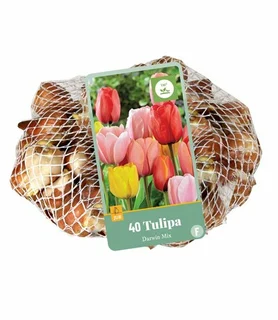 Tulipa Darwin Hybride Mix - 40 bloembollen