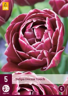 Tulipa Dream Touch