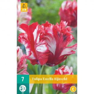 Tulipa Estella Rijnveld - 7 bloembollen