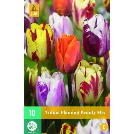 Tulipa Flaming Beauty Mix - 10 bloembollen