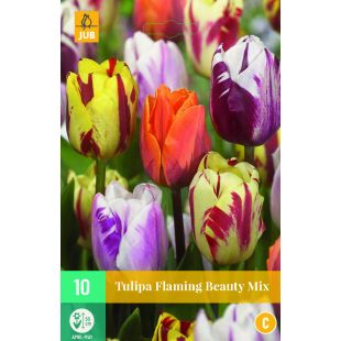 Tulipa Flaming Beauty Mix - 10 bloembollen