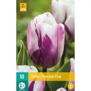 Tulipa Flaming Flag - 10 bloembollen