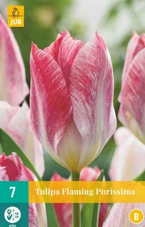 Tulipa Flaming Purissima - 7 bloembollen