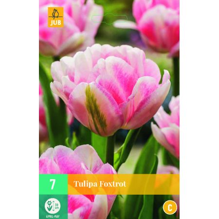 Tulipa Foxtrot - 7 bloembollen