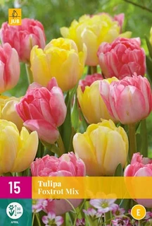 Tulipa Foxtrot Mix - 15 bloembollen