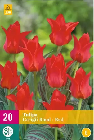 Tulipa Greigii Rood - 20 bloembollen