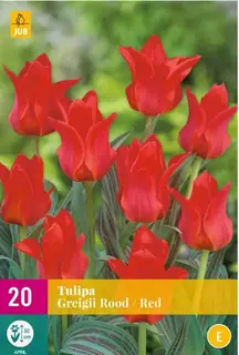 Tulipa Greigii Rood - 20 bloembollen