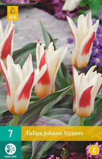 Tulipa Johann Strauss - 7 bloembollen