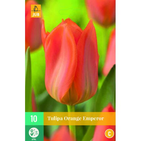 Tulipa Orange Emperor - 10 bloembollen