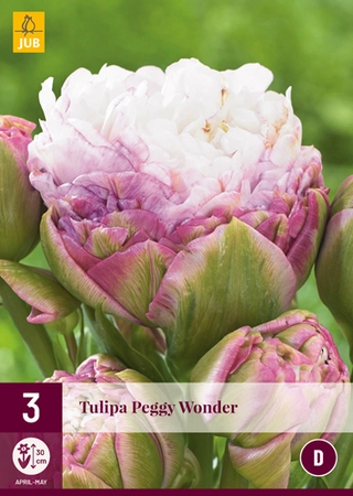 Tulipa Peggy Wonder