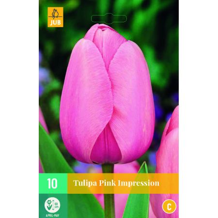 Tulipa Pink Impression - 10 bloembollen