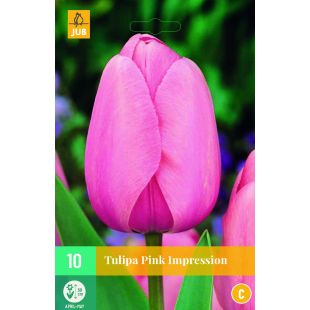 Tulipa Pink Impression - 10 bloembollen