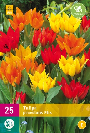 Tulipa Praestans Mix