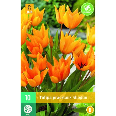 Tulipa praestans Shogun - 10 bloembollen