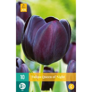 Tulipa Queen of Night - 10 bloembollen