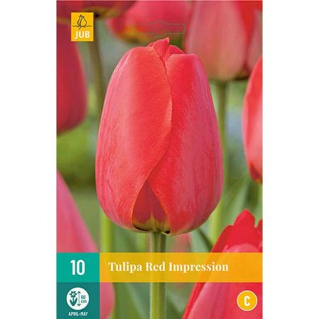 Tulipa Red Impression - 10 bloembollen