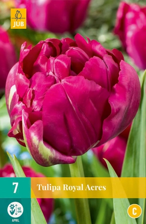 Tulipa Royal Acres