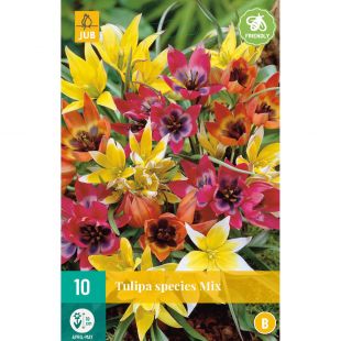 Tulipa Species Mix - 10 bloembollen