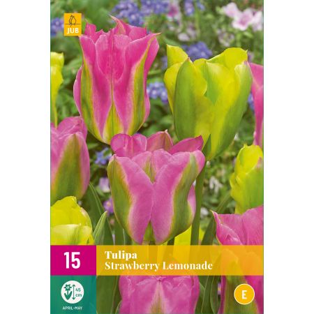 Tulipa Strawberry Lemonade - 15 bloembollen