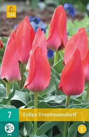 Tulipa Trauttmansdorff - 7 bloembollen