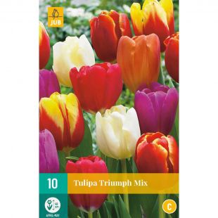 Tulipa Triumph Mix - 10 bloembollen