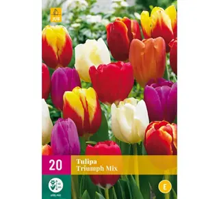 Tulipa Triumph Mix - 20 bloembollen