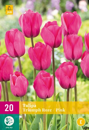 Tulipa Triumph Roze - 20 bloembollen