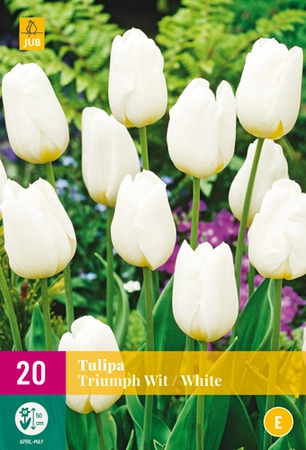 Tulipa Triumph Wit - 20 bloembollen