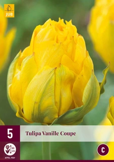 Tulipa Vanille Coupe