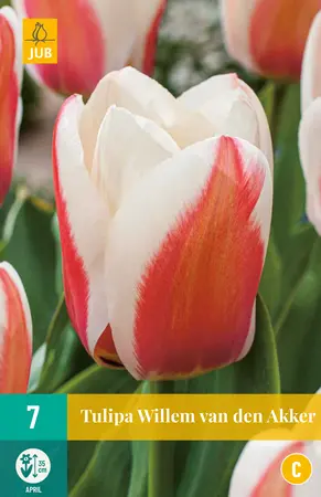 Tulipa Willem Van Den Akker - 7 bloembollen