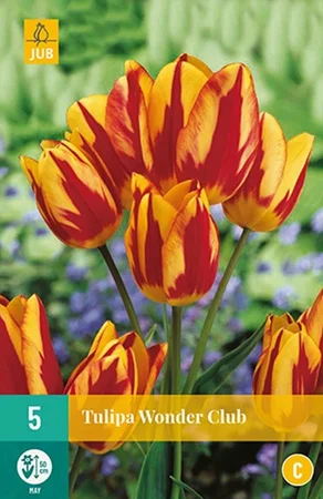 Tulipa Wonder Club - 5 bloembollen