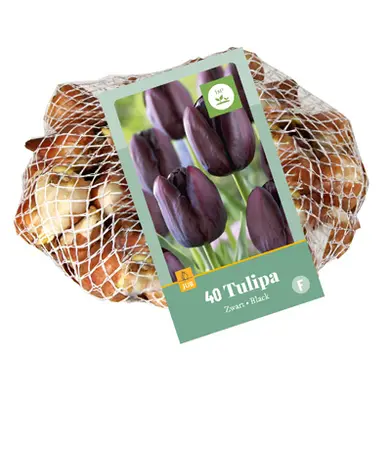 Tulipa Zwart - 40 bloembollen