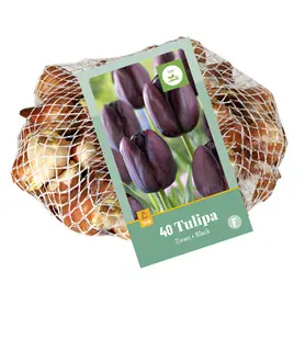 Tulipa Zwart - 40 bloembollen